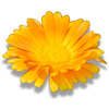 calendula