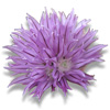 chive