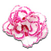 dianthus
