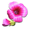 malope trifida