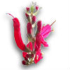 pineapple sage flower
