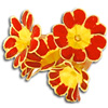 primula