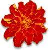 tagetes