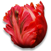 parrot tulip