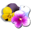 viola