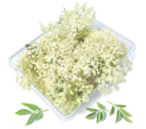 Elderflower Blossom